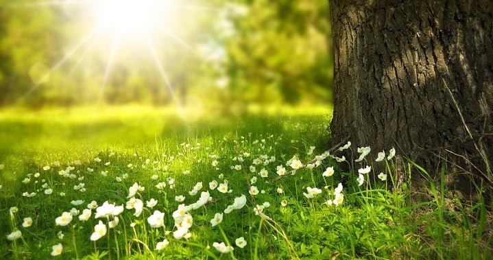 Picture of a garden at a drug and alcohol rehab centre in Devon