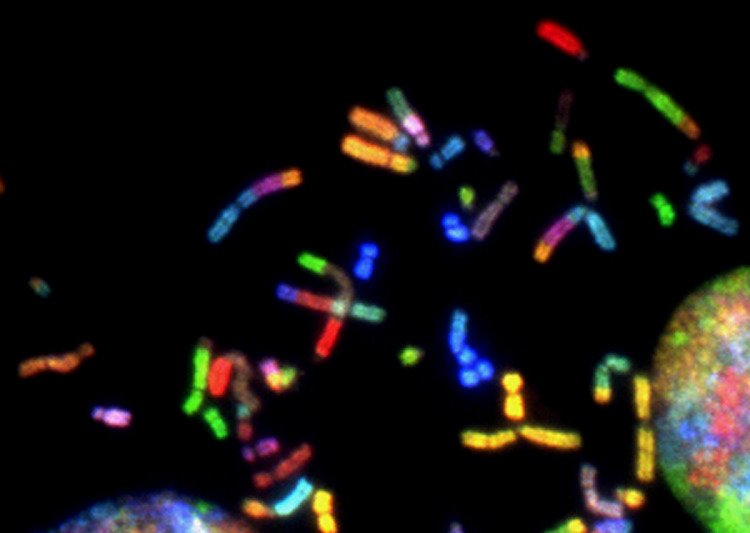 Colourful DNA structures