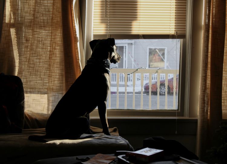 Dog looking out of home window in Newcastle