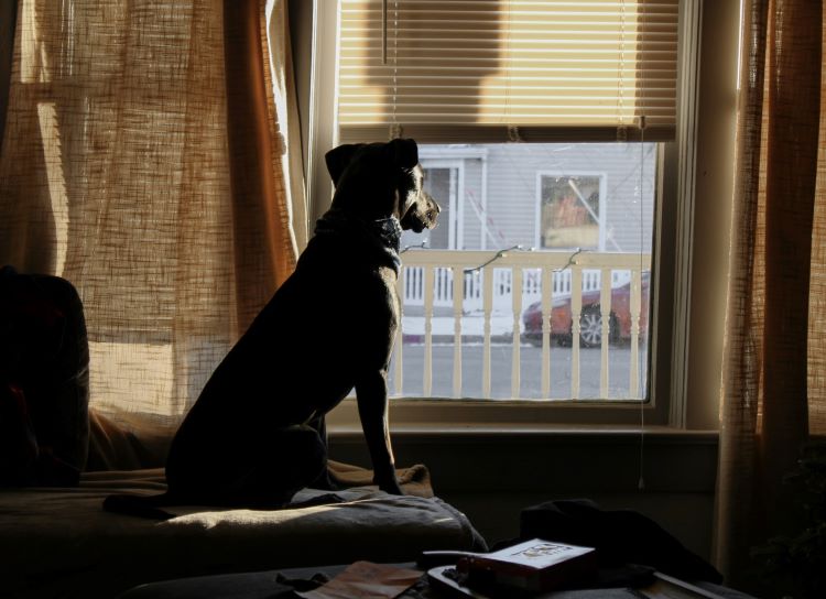 Dog looking out of home window