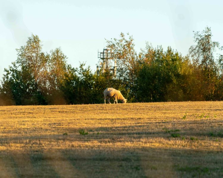 A sheep in a field