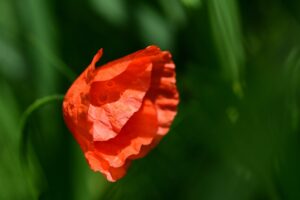 Poppy in a field.