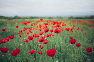 field of poppies