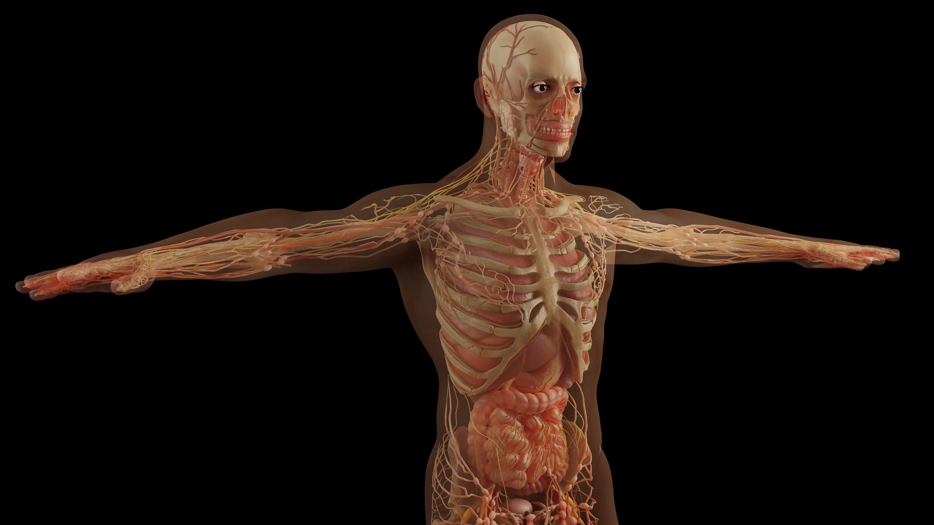 muscle anatomy human
