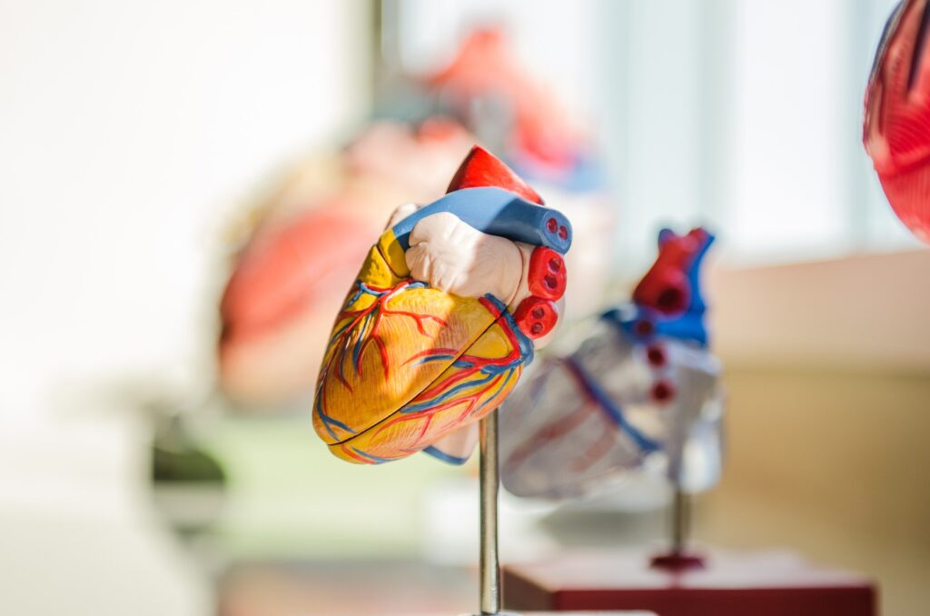 human heart model