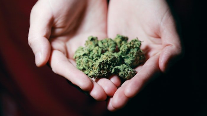 Person holding a handful of cannabis plants