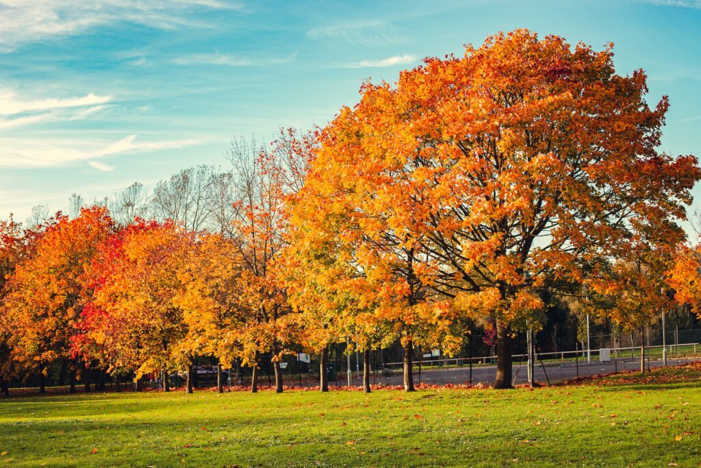 Autumn trees