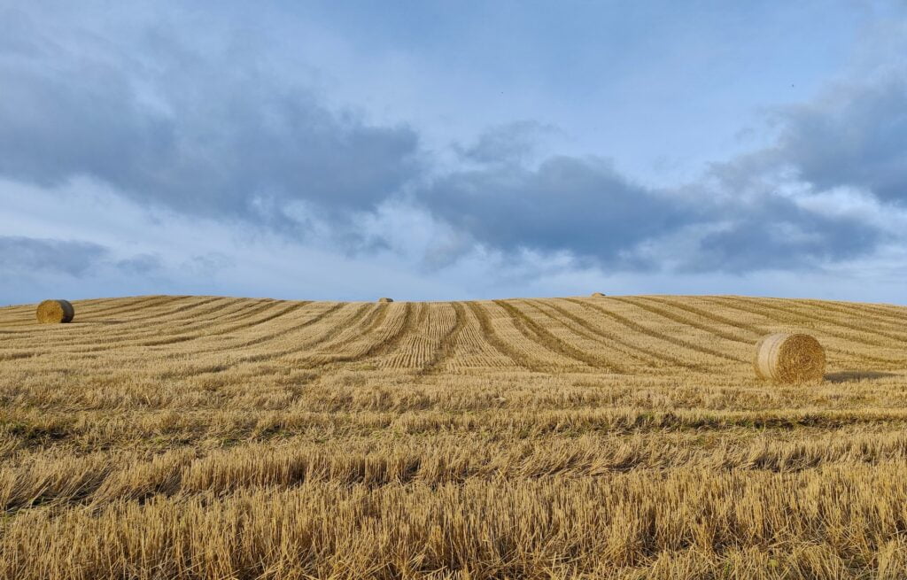 Hay bales