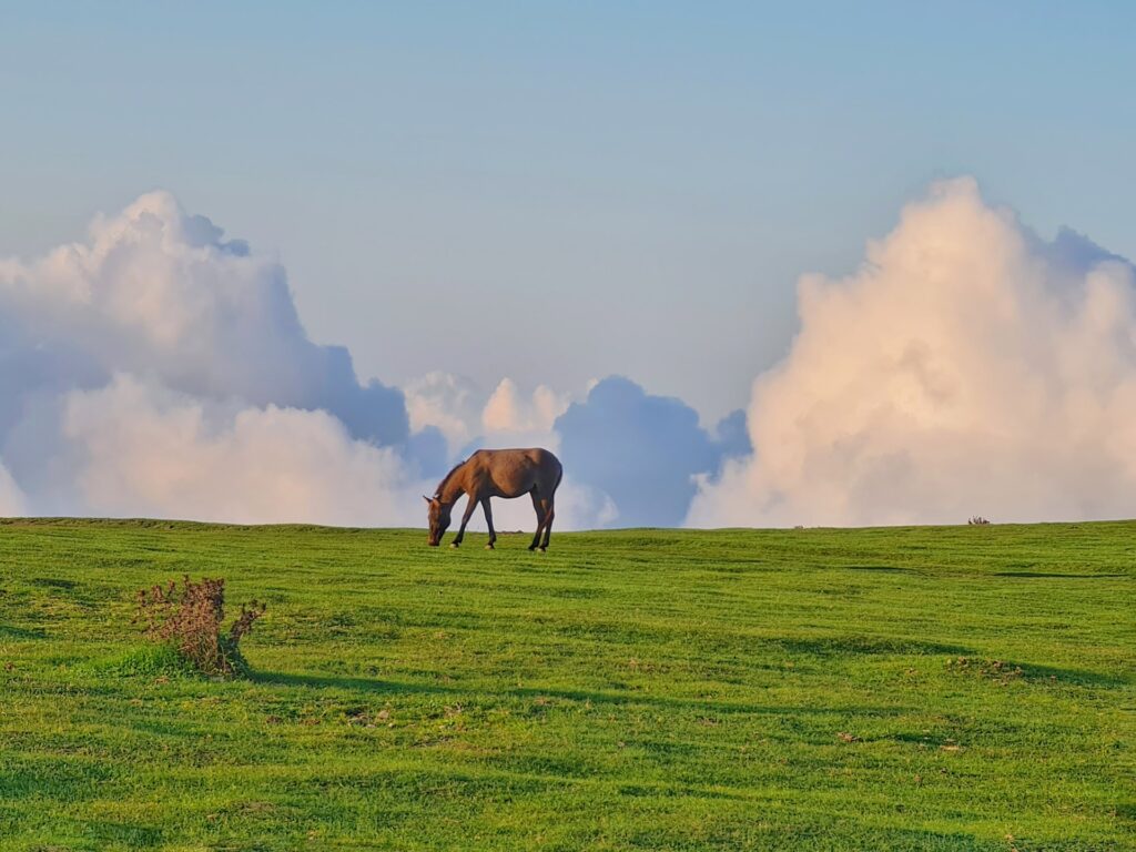 Horse in a field near Northampton