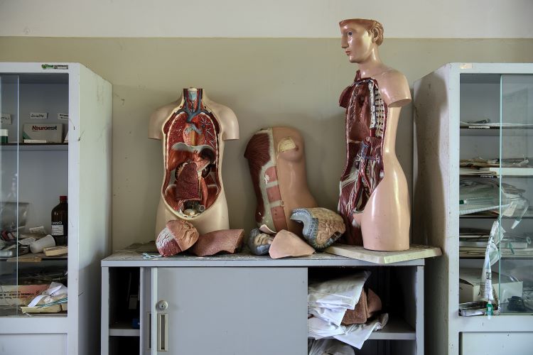 Anatomy models on a filing cabinet